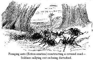 Foraging ants (Eciton erratica) constructing a covered road—Soldiers sallying out on being disturbed.