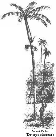 Assai Palm (Euterpe
oleracea).