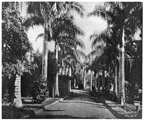 Avenue of Palms, Hawaii.