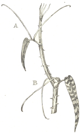 Fig. 7.  Smilax aspera
