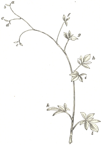 Fig. 8.  Corydalis claviculata.  Leaf-tendril of natural size