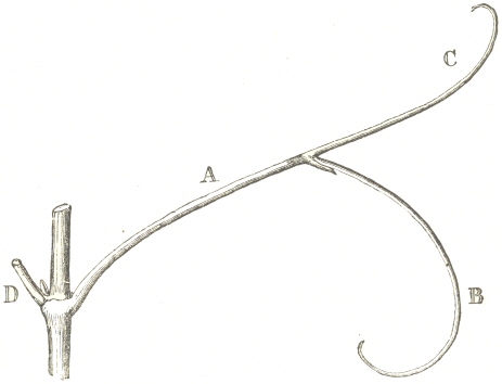 Fig. 9.  Tendril of the Vine.  A.  Peduncle of tendril.  B.
Longer Branch, with a scale at its base.  C.  Shorter branch.  D.
 Petiole of the opposite leaf
