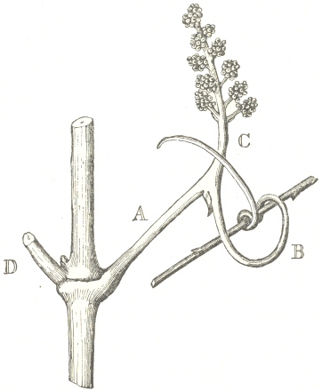 Fig. 10.  Flower-stalk of the Vine.  A.  Common Peduncle.  B.
Flower-tendril.  C.  Sub-Peduncle, bearing the flower-buds.  D.
Petiole of the opposite leaf