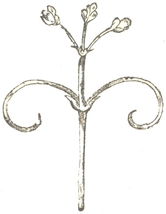 Fig. 12.  Cardiospermum halicacabum.  Upper part of the
flower-peduncle with its two tendrils