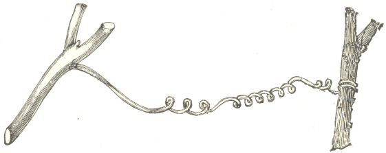 Fig. 13.  A caught tendril of Bryonia dioica, spirally
contracted in reserved directions