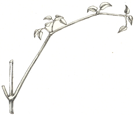 Fig. 2.  A young leaf of Clematis viticeela