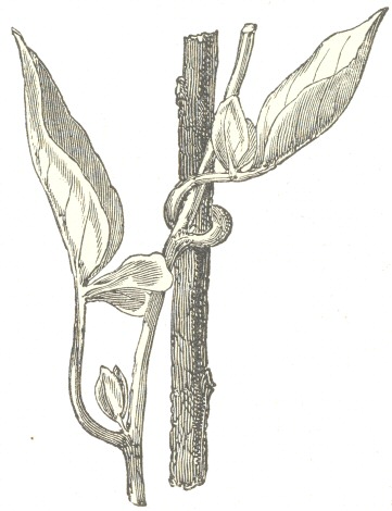 Fig. 3.  Solanum jasminoides, with one of its petioles clasping
a stick