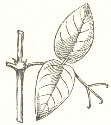 Fig. 5.  Bignonia.  Unnamed species from Kew