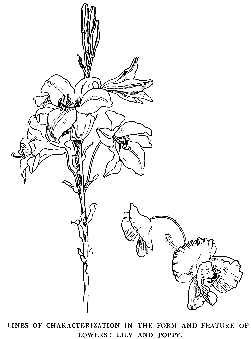 Lines of Characterization
in the Form and Feature of Flowers: Lily and Poppy.