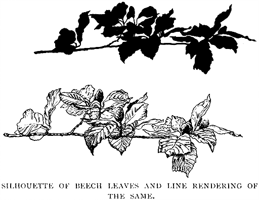 Silhouette of Beech Leaves
and Line Rendering of the Same.
