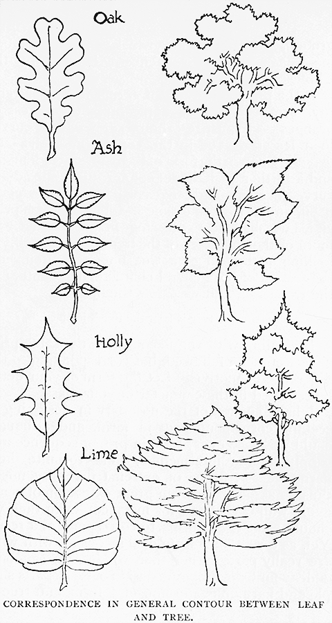 Correspondence in General Contour
Between Leaf and Tree.