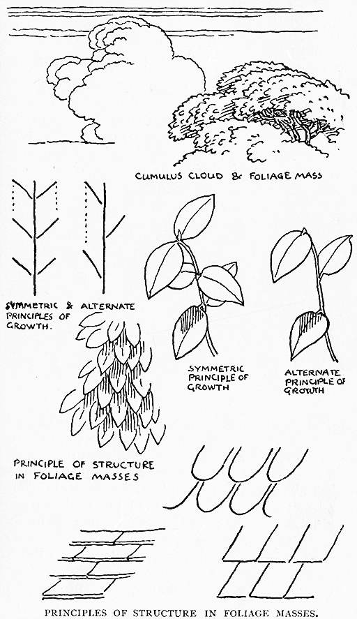 Principles Of Structure In Foliage Masses.