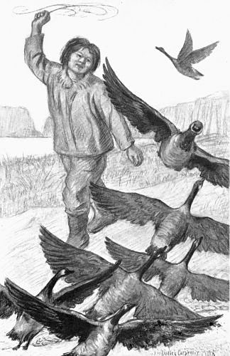 THE ALEUT BOY LAUNCHED HIS MISSILE INTO THE MASS OF
FLYING FOWL