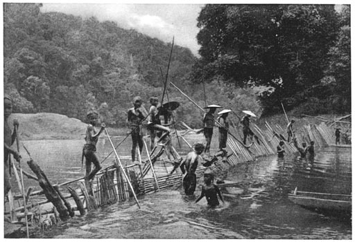 Dayaks Catching Fish