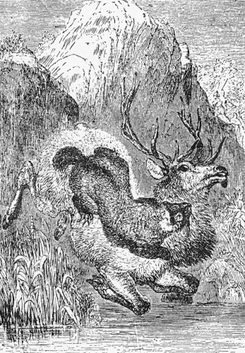 THE WAPITI AND THE WOLVERENE.
