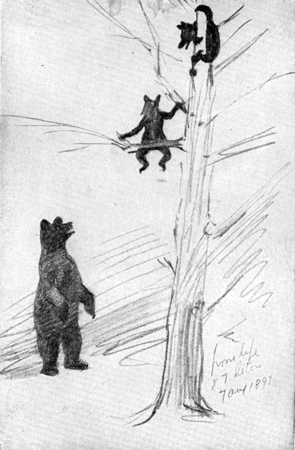 XXXVIII. Sketch of the Bear Family as made on the spot

By E. T. Seton