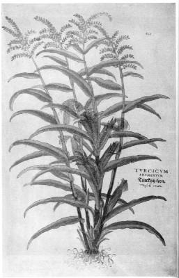 The earliest picture of Maize.