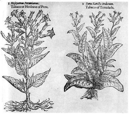 Two varieties of tobacco as pictured by Gerard in 1597.