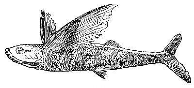A FLYING FISH.