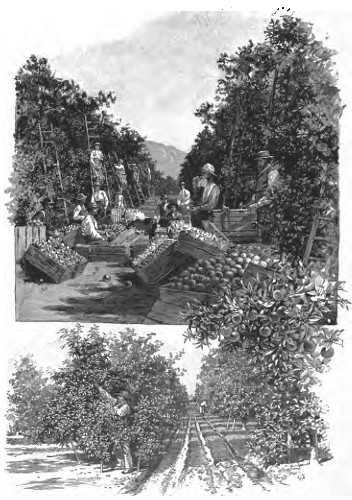 ORANGE CULTURE. Packing Oranges—Navel Orange-tree Six Years Old—Irrigating an Orange Grove.