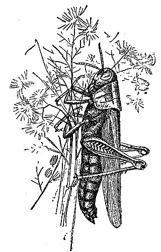 Grasshopper dying from Fungus Disease Grasshopper dying from Fungus Disease