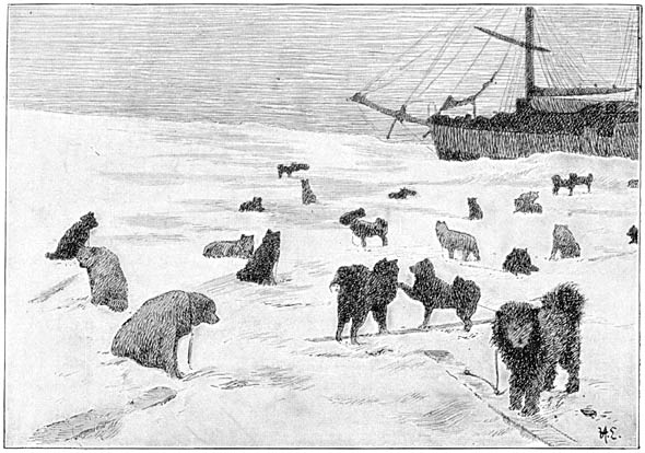 Dogs chained on the ice