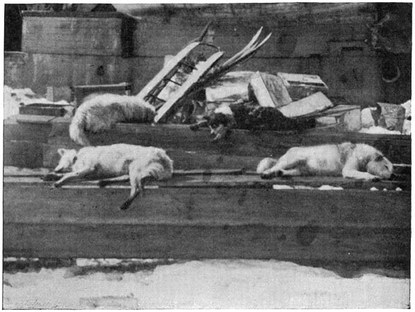 The dogs basking in the sun (June 13, 1894)