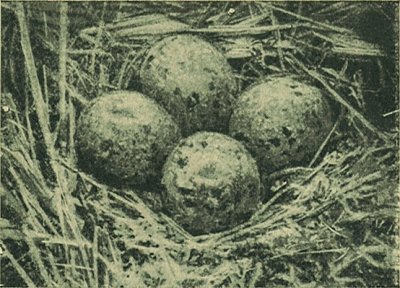 A tantalmadár fészke és tojásai