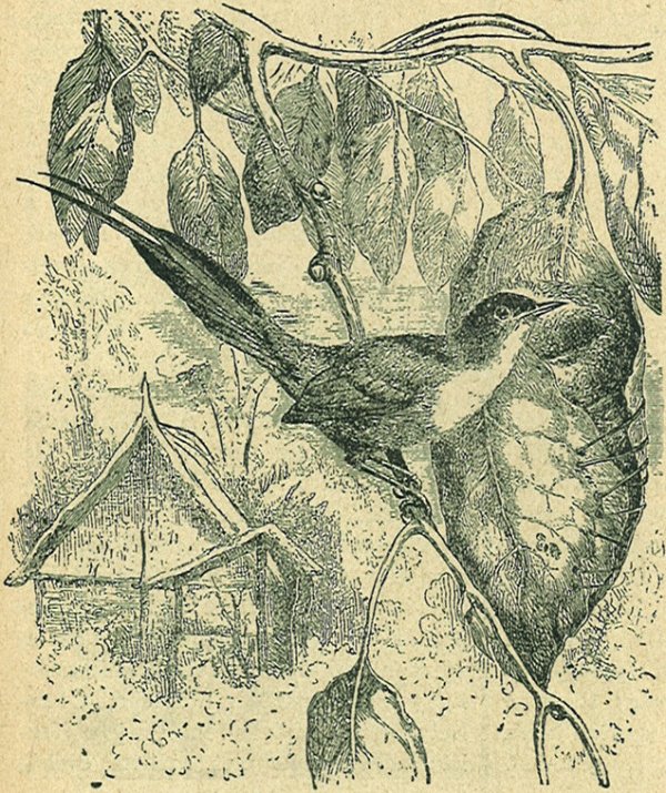 A varrómadár fészke