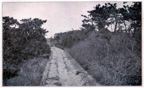 Bayberry and Pitch Pine along a Nantucket Trail