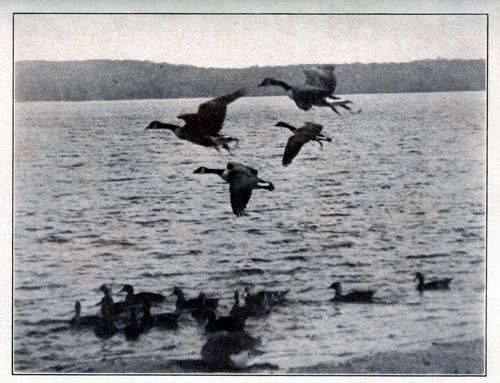 Wild Geese in Flight over the Pond