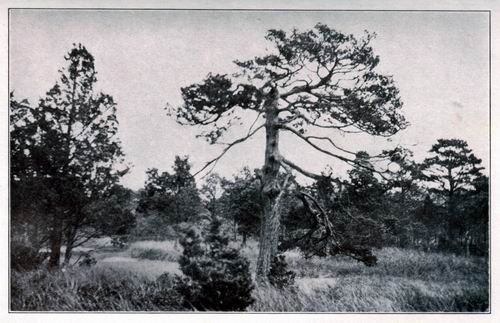 A Cape Cod Cedar Centuries Old