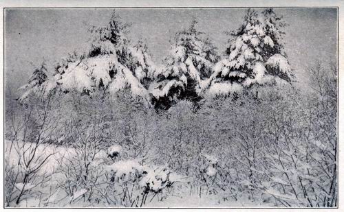 The Pines in Winter
