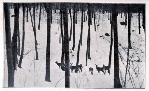 Deer in the Winter Woods