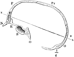 Fig. 6. Overlangsche doorsnede door den menschelijken schedel.