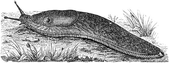 Fig. 162. Groote naakte slak. (Nat. gr.)