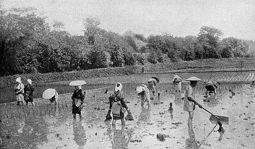 Reproduced by permission of The Philadelphia Museums.
FARMERS PLANTING RICE SPROUTS. JAPAN.