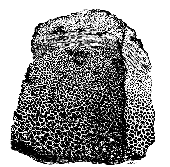 Fig. 3. Fragment einer kugligen vulcanischen Bombe, die innern Theile grob zellig, von einer
concentrischen Schicht compacter Lava, diese wieder von einer Rinde fein zelligen
Gesteins umhüllt.