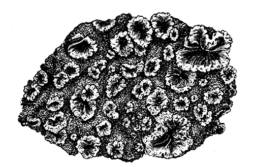 Fig. 5. Eine Incrustation aus kalkiger und animaler Substanz, welche die zwischen den Fluthgrenzen
gelegenen Felsen auf Ascension überzieht.