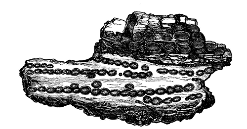 Fig. 6. Opake, braune Sphäruliten, in vergröszertem Maszstabe gezeichnet, die oberen
sind äuszerlich mit parallelen Leisten gezeichnet. Die innere strahlige Structur der unteren
ist viel zu deutlich dargestellt.