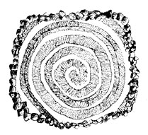 Fig 3.—Spiral camote beds.