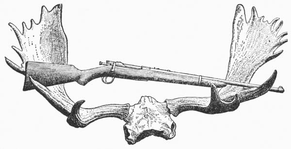 Antlers of moose shot September 19, 1915, with
Springfield rifle No. 6000, Model 1903