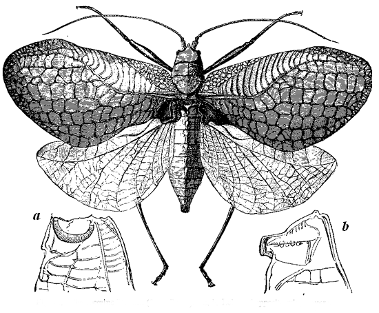 Fig. 12. Chlorocœlus Tanana (from Bates).