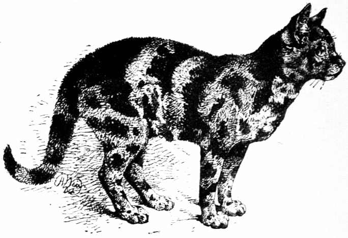 EXAMPLE OF TORTOISESHELL CAT, VERY DARK VARIETY.