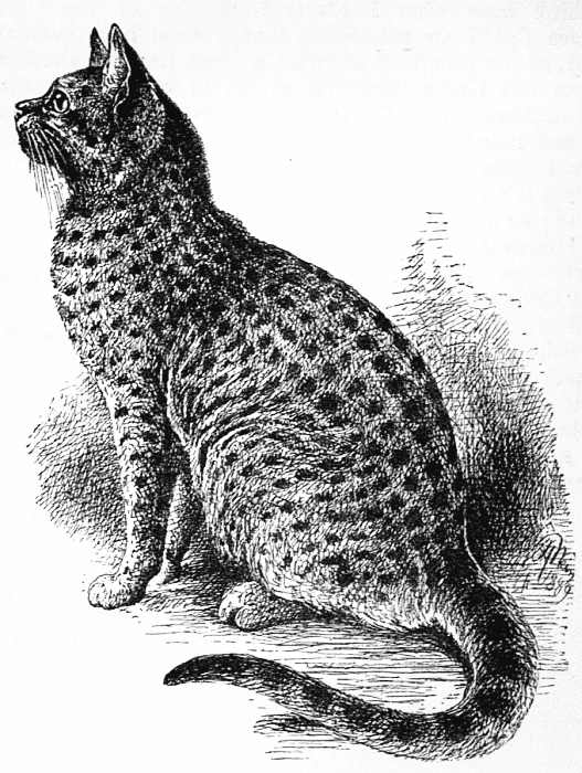 SPOTTED TABBY CAT.
