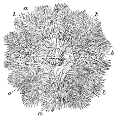Fig. 7. View from above of an Actinia with all its tentacles expanded; o mouth, b crescent-shaped folds at extremity of mouth, a a folds round mouth, t t t tentacles.