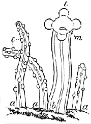 Fig. 25. Animals of M. alcicornis expanded; magnified. a a small Hydroid, larger Hydroid, t tentacles, m mouth. (Agassiz.)