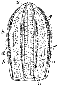 Fig. 33. Idyia roseola seen from the broad side, half natural size; a anal opening, b lateral tube, c circular tube, d e f g h rows of locomotive flappers. (Agassiz.