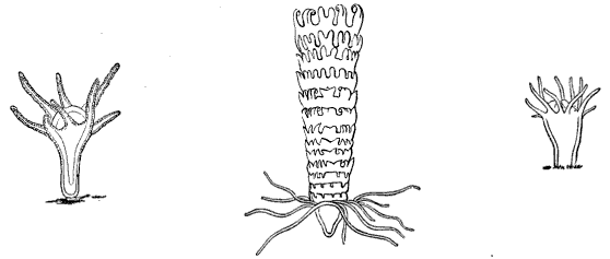 Fig. 45. Scyphistoma of a Discophore; Aurelia flavidula. (Agassiz.)