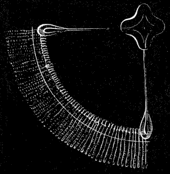 Fig. 64. Magnified quarter-disk of adult Eucope.